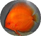 Mandarin Orange Discus Fish 2.5 inch